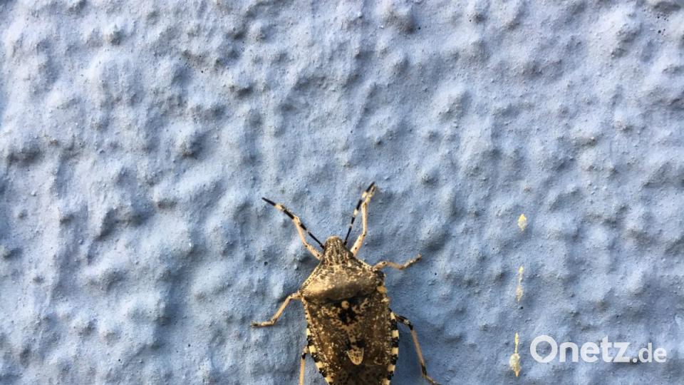 Vermutlich eine Marmorierte Baumwanze, umgangssprachlich auch Stinkwanze oder Stinkkäfer genannt, sitzt an einem Haus in Oberviechtach. Bild: Kai Gohlke