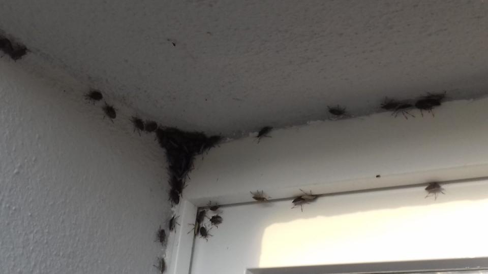 Da kribbelt&#039;s und krabbelt&#039;s fleißig. Das Bild hat uns Josef Rauch aus Pfreimd zugeschickt. Sie seien in diesem Jahr &quot;von einem regelrechten &#039;Angriff&#039; dieser Stinker auf unser Wohnhaus überrascht worden&quot;, schreibt er dazu. Die Zahl der Tiere sei in den vergangenen Jahren deutlich geringer gewesen. Auch die Nachbarn seien nicht so stark betroffen wie sein Haus - warum das so ist, kann er sich nicht erklären. Bild: Josef Rauch