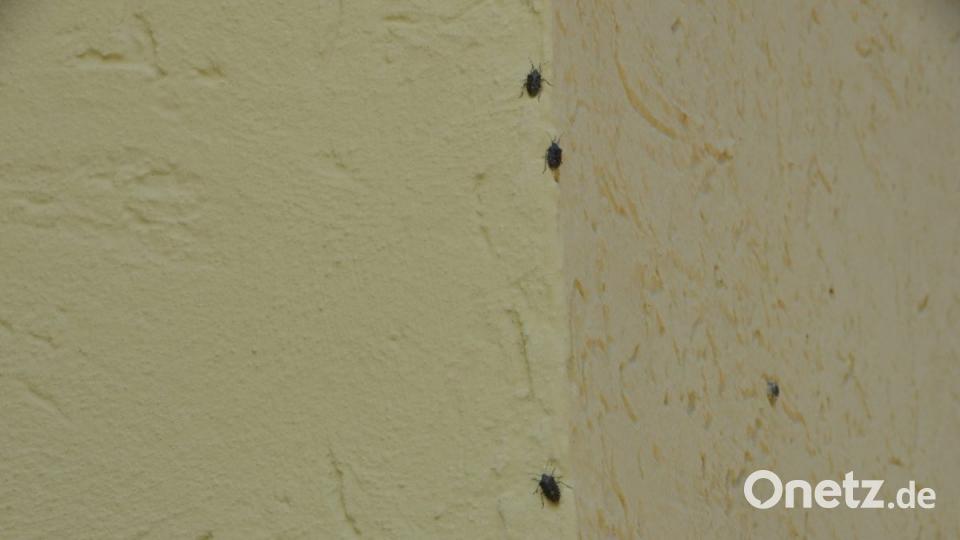 An Fassaden gelb getünchter Kirchen, wie hier St.-Johannes-Nepomuk in Waldau, werden die Stinkkäfer besonders oft gesichtet. Bild: dob