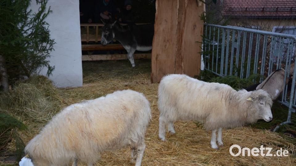 Schafe in der lebenden Krippe Bild: jr