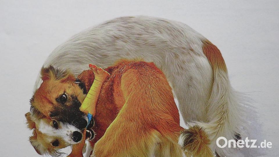 Fotograf Jürgen Klein nimmt gerne seine beiden attraktiven Windhunde als "Fotomodels" her. Die Ergebnisse sind wunderschöne Bilder, die Gemälden gleichen. Bild: ubb