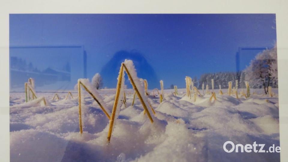 Aus der Sicht der Mäuschen hat Vorsitzender Stefan Weiß ein winterliches Feld fotografiert. Bild: ubb