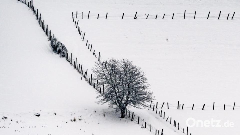Ein Baum steht an einem Weidezaun in Neukirchen im Schnee. Bild:  Armin Weigel/dpa