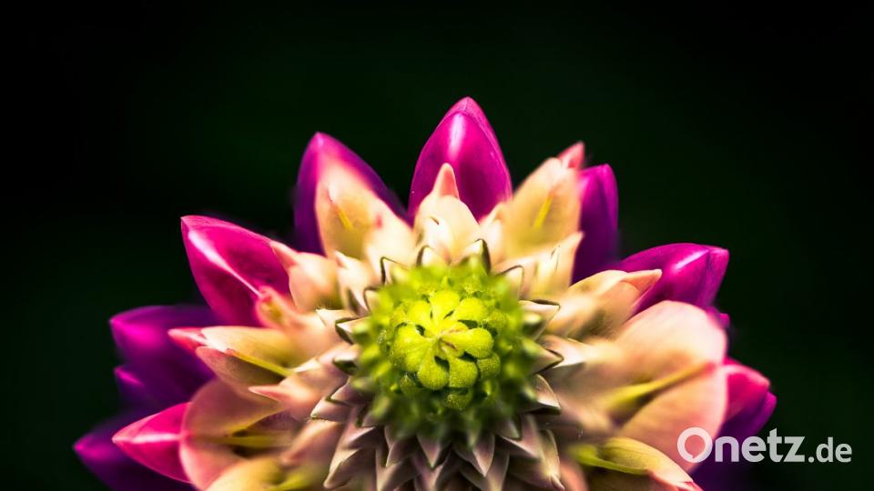 &quot;Lupine&quot;, Petra Patocka, 8. Platz beim Thema &quot;Farbspiele&quot; Bild: Petra Patocka