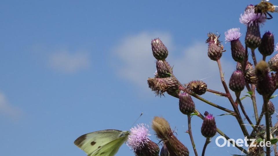 &quot;Sie fliegen noch!&quot;, Annika König, 9. Platz beim Jugendthema &quot;Das bewegt mich&quot; Bild: Annika König