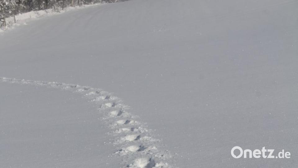 Wer oder was hat hier seine Spuren hinterlassen. Bild: frd