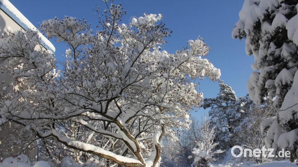 Wie filigrane Kunstwerke wirken die tiefverschneiten und vereisten Bäume und Sträucher an den Straßenrändern. Bild: frd
