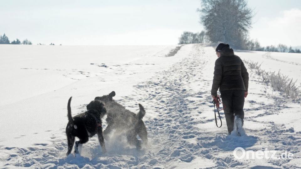 Schnee-Hunde: Bei Hammerharlesberg tollen zwei Vierbeiner durch das pulvrige Weiß. Bild: Gabi Schönberger