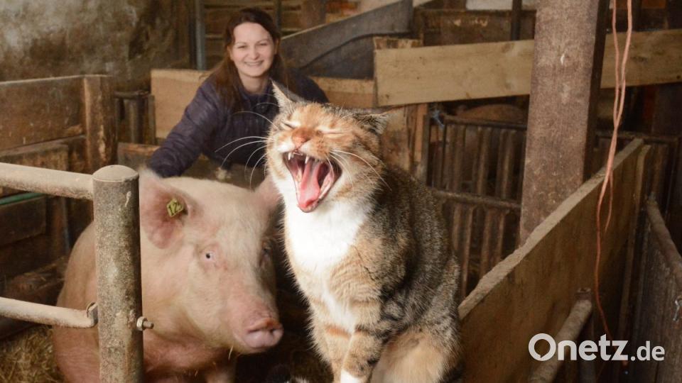 So ein Landleben am Bauernhof kann ganz schön anstrengend sein. Die Katze gähnt zum Beweis mit weit aufgerissenem Maul in die Kamera der Fotografin. Bild: Gabi Schönberger