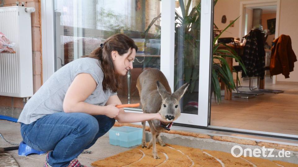 Ina Doll hat Reh Rosi mit dem Fläschchen aufgezogen. Heute macht es sich das Tier bei schlechtem Wetter gerne im Wintergarten bequem. Bild: Gabi Schönberger