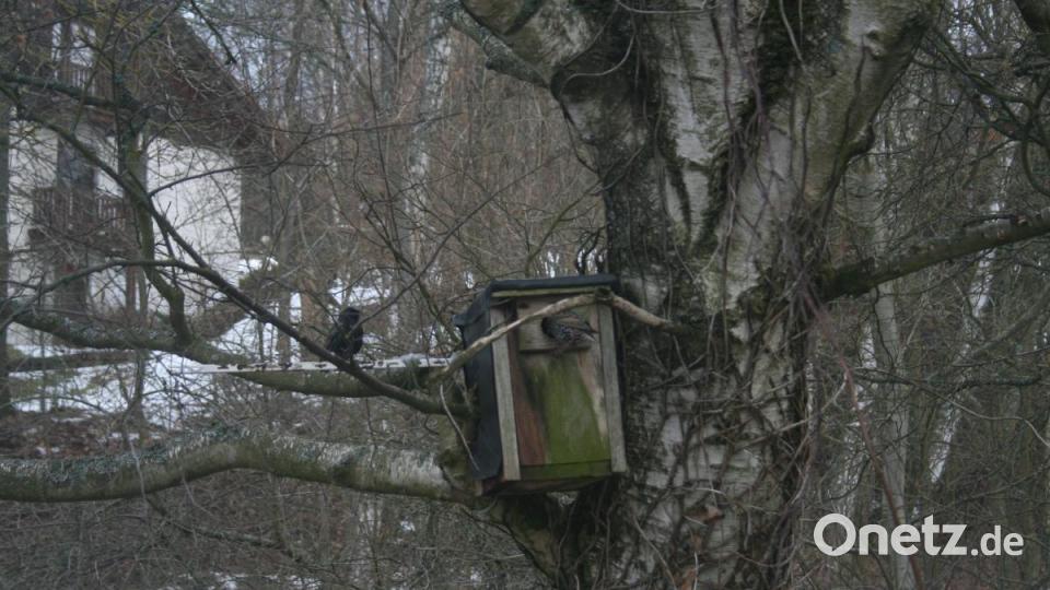 Der Vogel fühlt sich unbeobachtet. Gemütlich posiert er vor seiner Behausung. Bild: roh