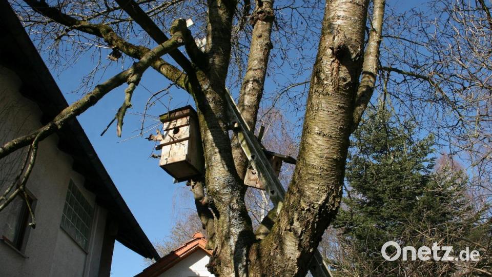 Ob dieser Nistkasten schon vergeben ist, wird sich bald herausstellen. Bild: wro