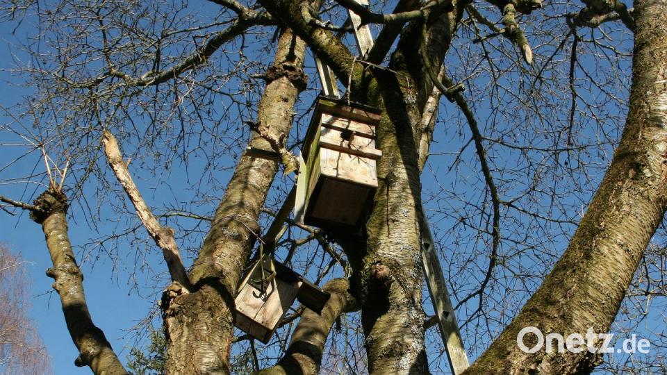 Immer wieder entdeckt man einen im Baum angebrachten Nistkasten. Bild: wro