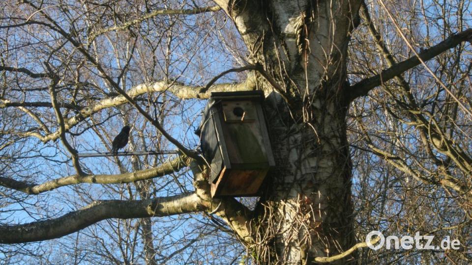 Nur mit Geduld und viel Glück kann man die Vögel vor ihrer &quot;Villa&quot; aufs Bild bannen. Bild: roh