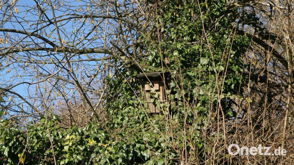 Zweifellos gehört der versteckte Platz zu den begehrten Nistplätzen. Bild: wro