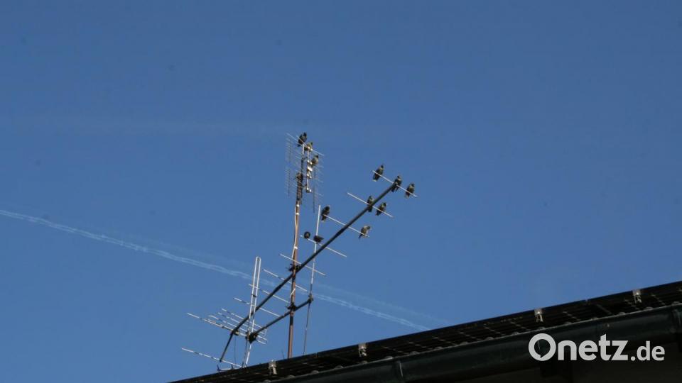 Die alte Antenne auf dem Haus ein beliebter Treffpunkt der Stare am Vormittag. Bild: roh