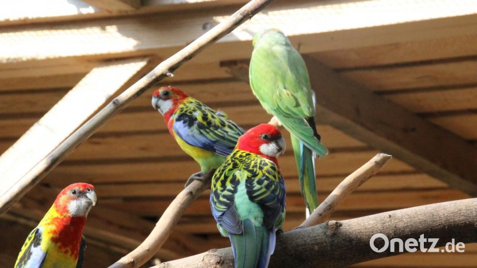 Bei Familie Jackson leben rund 80 Papageien, Sittiche und Enten. Die bunten Prachtrossellas oder der grüne Halsbandsittich sind nur wenige davon. Bild: kmo