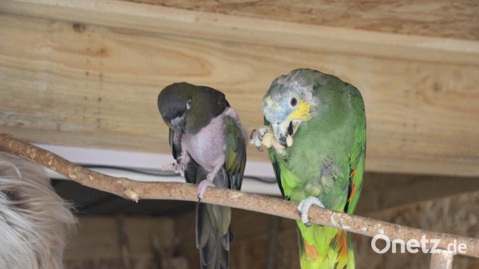Viele Tiere haben schlimme Schicksale oder Misshandlung hinter sich... Bild: kmo