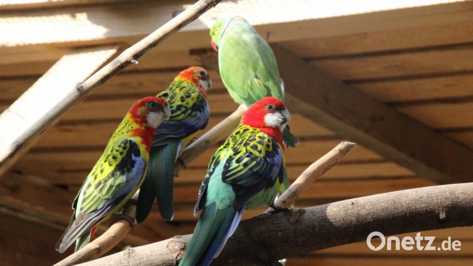 Prachtrosellas und Halsbandsittich sind nur wenige der vielen Arten die bei den Jacksons leben. Bild: kmo