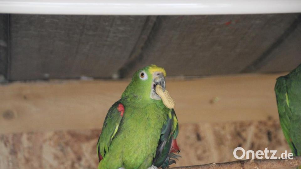 Erdnüsse sind ein beliebter Snack bei den tierischen Bewohnern. Bild: kmo