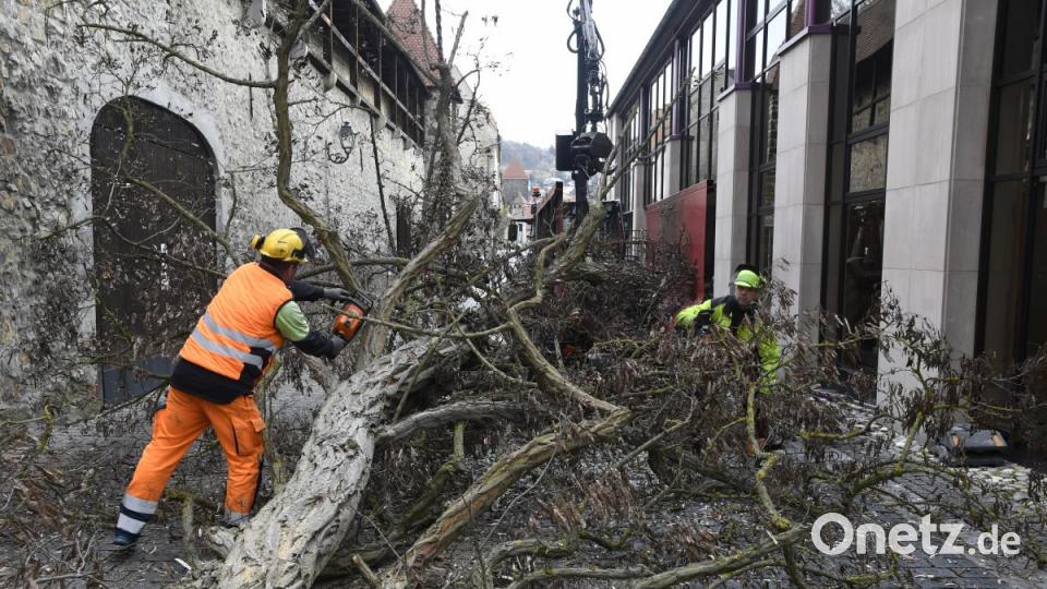 Baumfällaktion in der Fronfestgasse in Amberg Bild: Petra Hartl