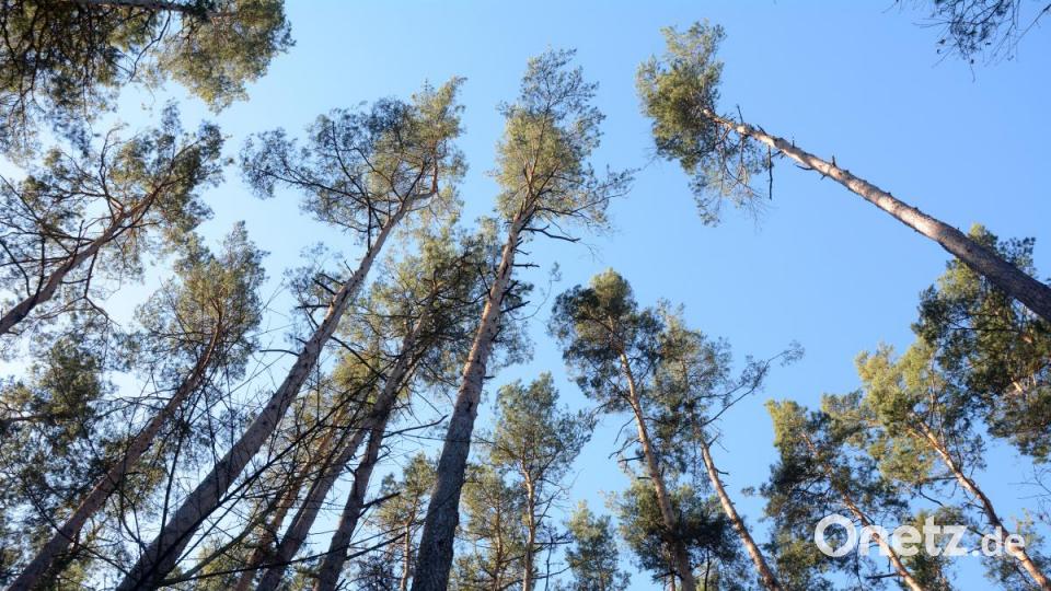 Kiefern, wohin das Auge reicht. Das Waldgebiet „In der Mark“ in Grafenwöhr besteht zu 90 Prozent aus diesem Nadelbaum. Revierförster Martin Gottsche ist das ein Dorn im Auge. Bild: Gabi Schönberger