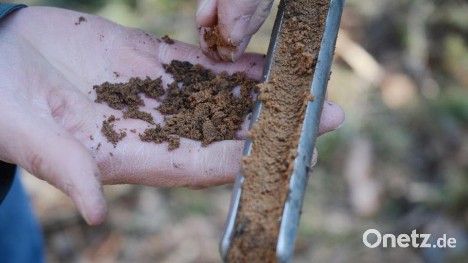 Sand und etwas Humus. Daraus besteht der Erdboden in „der Mark“. Bild: Gabi Schönberger