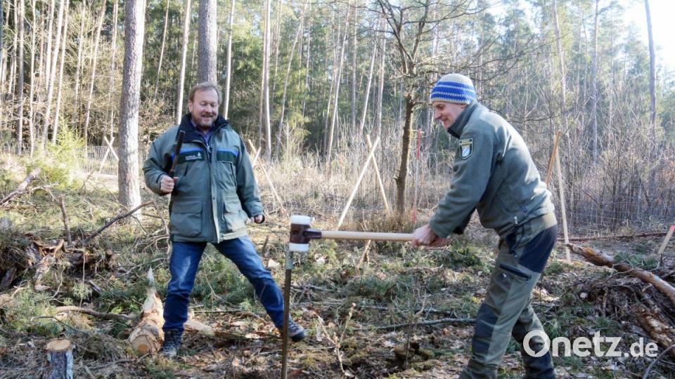 Hauruck! Mit viel Kraft rammt Martin Gottsche den Bohrstock in den Boden. Sein Chef Moritz Neumann wartet darauf, dass er den Stock samt Bodenprobe wieder herausziehen kann. Bild: Gabi Schönberger