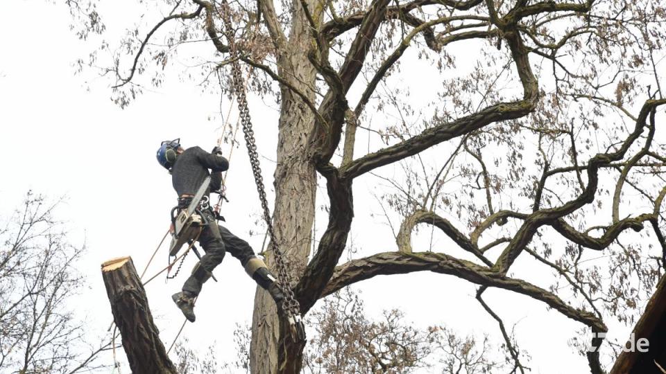 Baumfällaktion in der Fronfestgasse in Amberg Bild: Petra Hartl