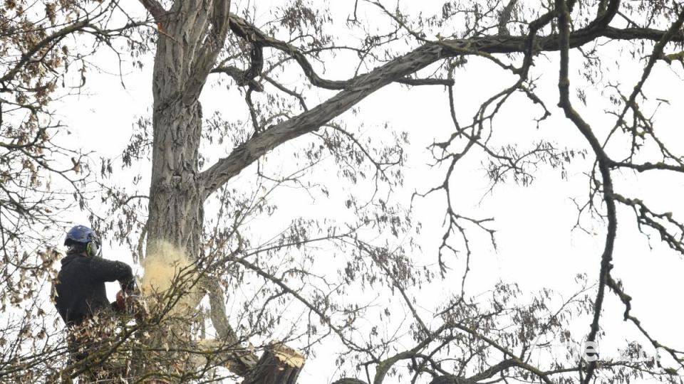 Baumfällaktion in der Fronfestgasse in Amberg Bild: Petra Hartl