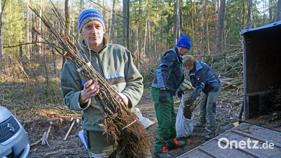 Zweijährige Setzlinge – Esskastanien, Hain- und Rotbuchen – werden zwischen die Kiefern gepflanzt. Martin Gottsche hofft, dass es bald regnet und die Bäume gedeihen. Bild: Gabi Schönberger