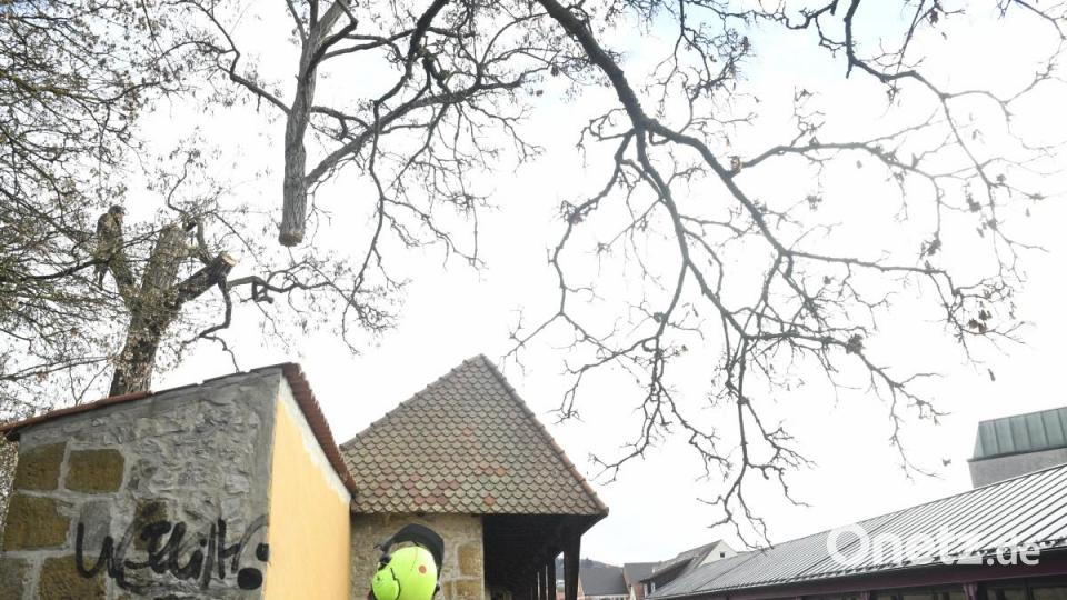 Baumfällaktion in der Fronfestgasse in Amberg Bild: Petra Hartl