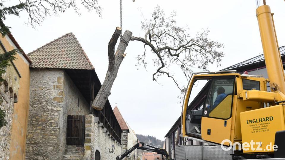 Baumfällaktion in der Fronfestgasse in Amberg Bild: Petra Hartl