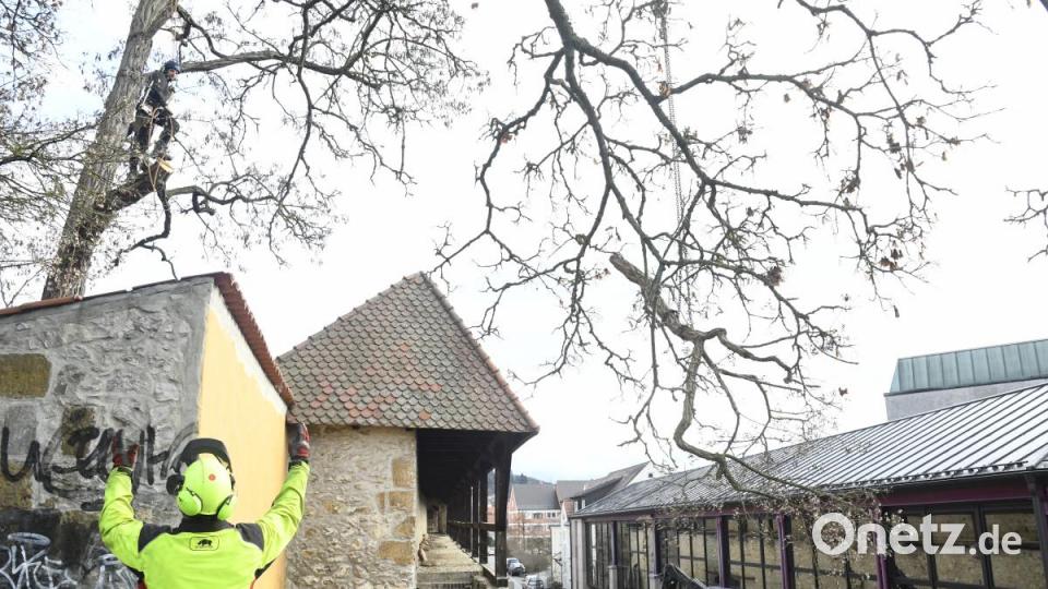 Baumfällaktion in der Fronfestgasse in Amberg Bild: Petra Hartl