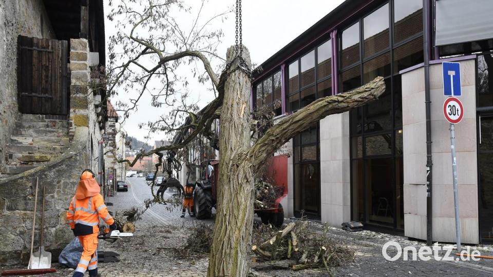 Baumfällaktion in der Fronfestgasse in Amberg Bild: Petra Hartl