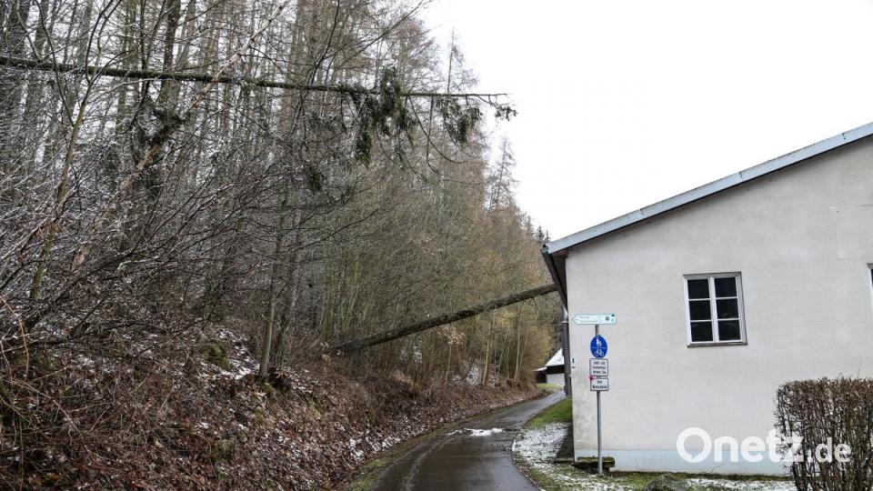 Während des Sturm stürzen viele Bäume im Landkreis Tirschenreuth um. Manche fallen auch auf Häuser und sorgen für Schaden. Bild: rw