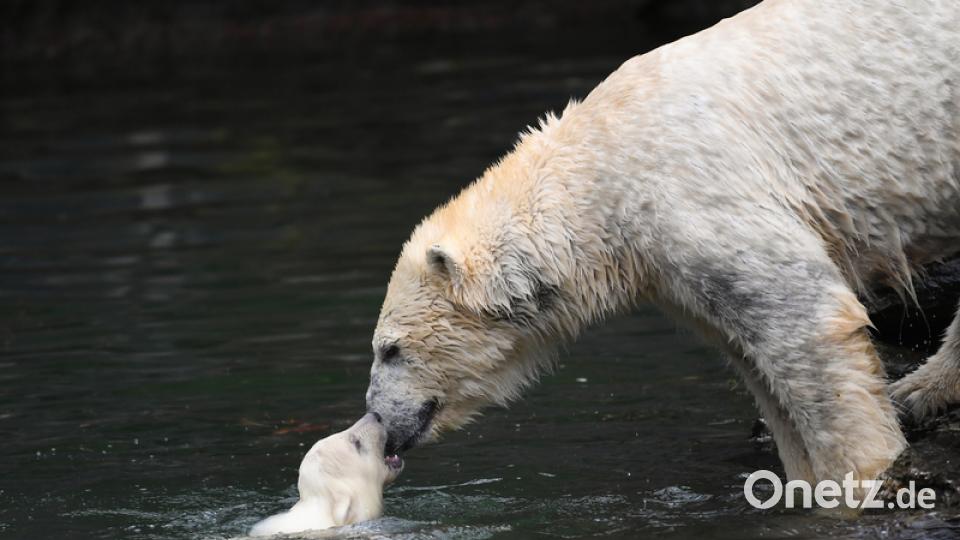 Eisbär-Baby im Berliner Zoo. Bild: Britta Pedersen/dpa