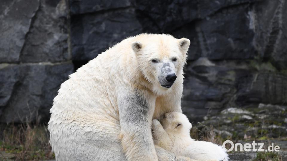Eisbär-Baby im Berliner Zoo. Bild: Britta Pedersen/dpa