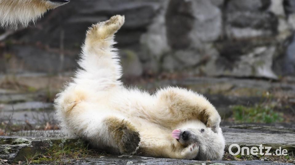 Die kleine, noch namenlose Eisbärin macht ihre erste Erkundungstour im Tierpark. Das Eisbär Mädchen ist vor dreieinhalb Monaten zur Welt gekommen. Bild: Britta Pedersen/dpa