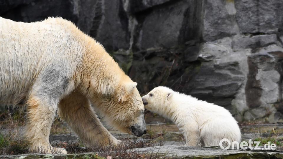 Eisbär-Baby im Berliner Zoo. Bild: Britta Pedersen/dpa