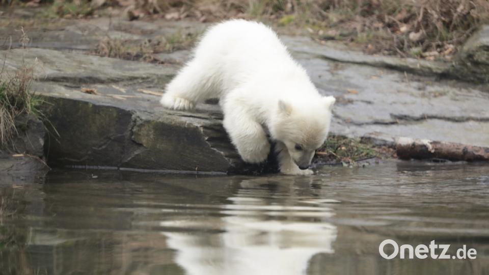 Eisbär-Baby im Berliner Zoo. Bild: Kay Nietfeld/dpa