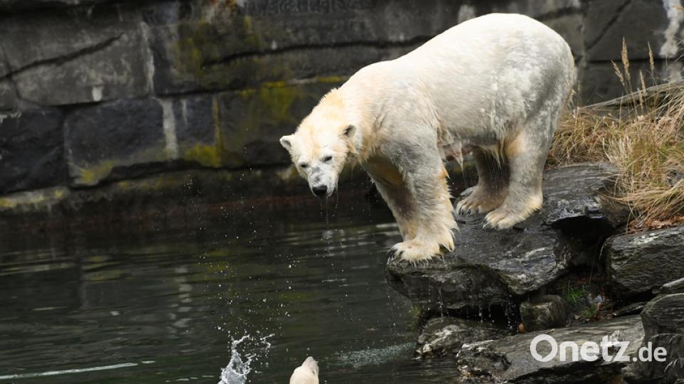 Eisbär-Baby im Berliner Zoo. Bild: Britta Pedersen/dpa