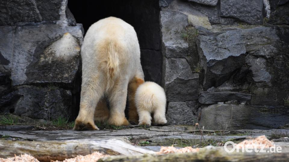 Eisbär-Baby im Berliner Zoo. Bild: Britta Pedersen/dpa