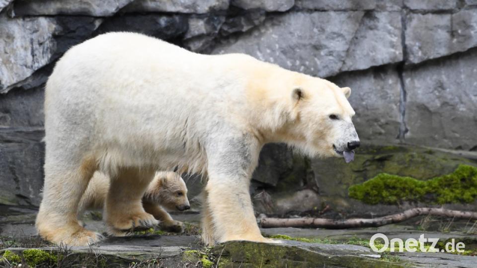 Eisbär-Baby im Berliner Zoo. Bild: Kay Nietfeld/dpa