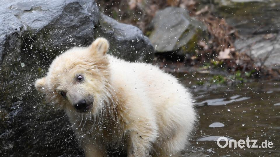 15.03.2019, Berlin: Die kleine, noch namenlose Eisbärin macht ihre erste Erkundungstour im Tierpark. Das Eisbär Mädchen ist vor dreieinhalb Monaten zur Welt gekommen. Foto: Britta Pedersen/dpa +++ dpa-Bildfunk +++ Bild: Britta Pedersen/dpa