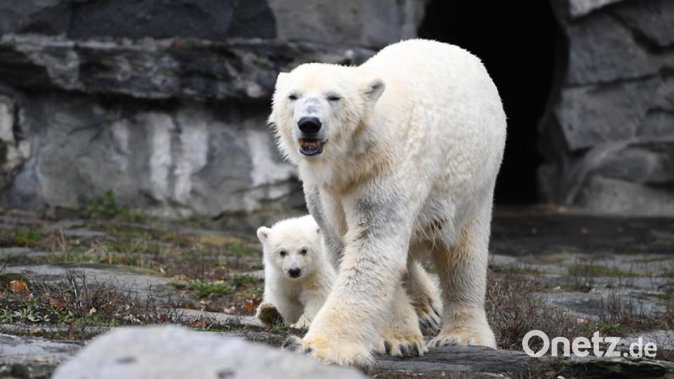 Eisbär-Baby im Berliner Zoo. Bild: Britta Pedersen/dpa