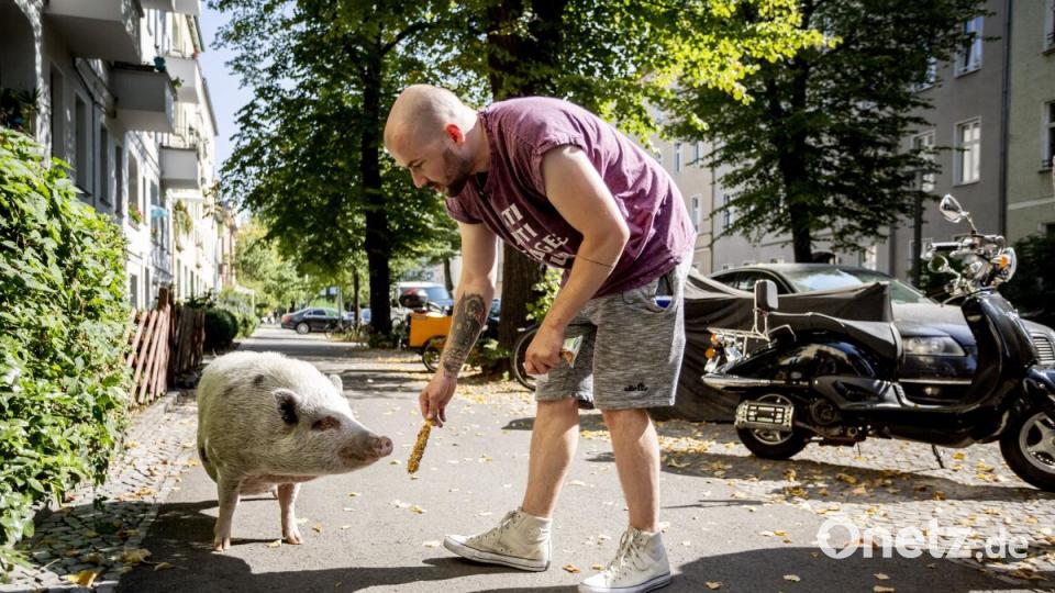 Oft führte Benjamin Hartmann sein Schweinchen Shade in Berlin spazieren. Bild: Christoph Soeder/dpa
