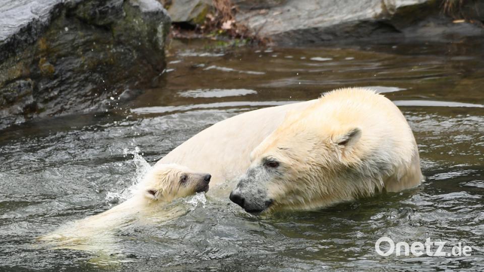 Eisbär-Baby im Berliner Zoo. Bild: Britta Pedersen/dpa
