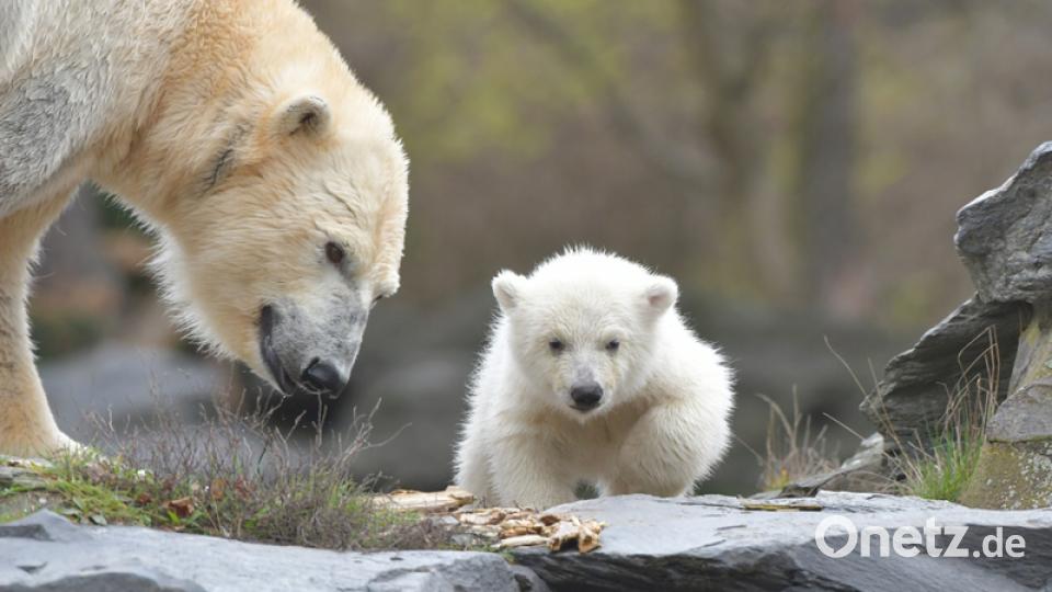 Die kleine Eisbärin hat viel zu entdecken. Bild: Paul Zinken/dpa