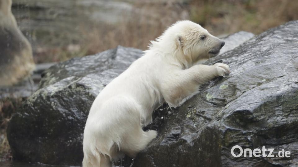 Eisbär-Baby im Berliner Zoo. Bild: Kay Nietfeld/dpa